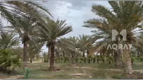 مزرعة